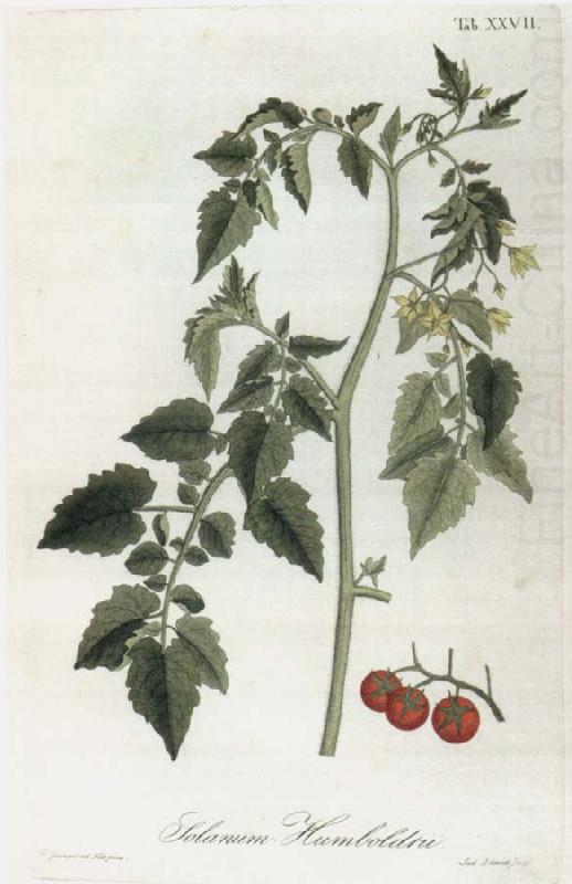 Alexander von Humboldt Lycopersicum esculentum china oil painting image
